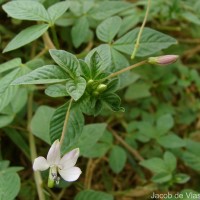 Cleome rutidosperma var. burmanni (Wight & Arn.) Siddiqui & S.N.Dixit